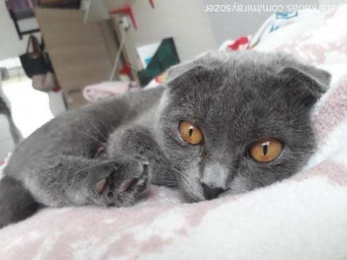 minnak Dişi Scottish Fold