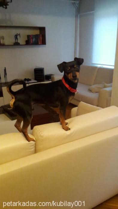 daby Erkek Minyatür Pinscher