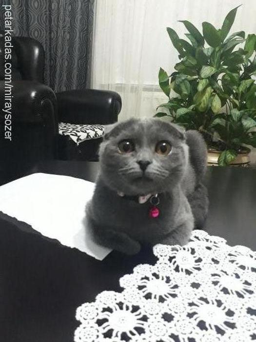 minnak Dişi Scottish Fold