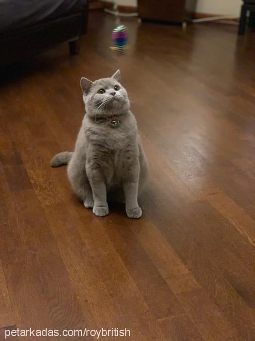 roy Erkek British Shorthair