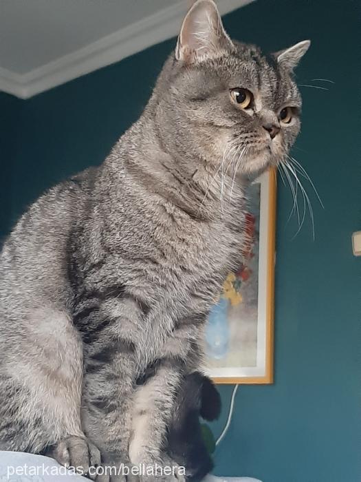 contes Dişi British Shorthair