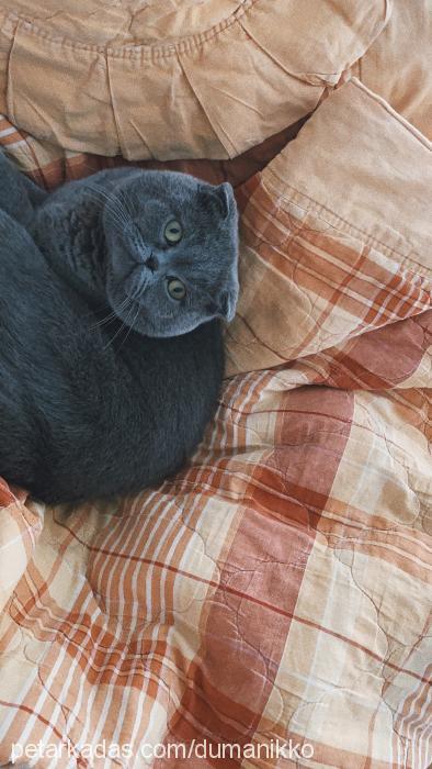 duman Erkek Scottish Fold