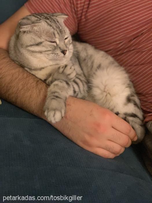 tosbik Dişi Scottish Fold