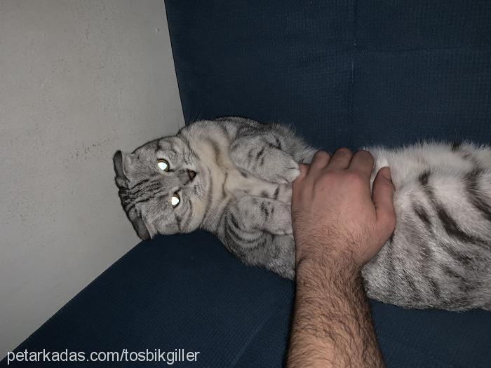 tosbik Dişi Scottish Fold