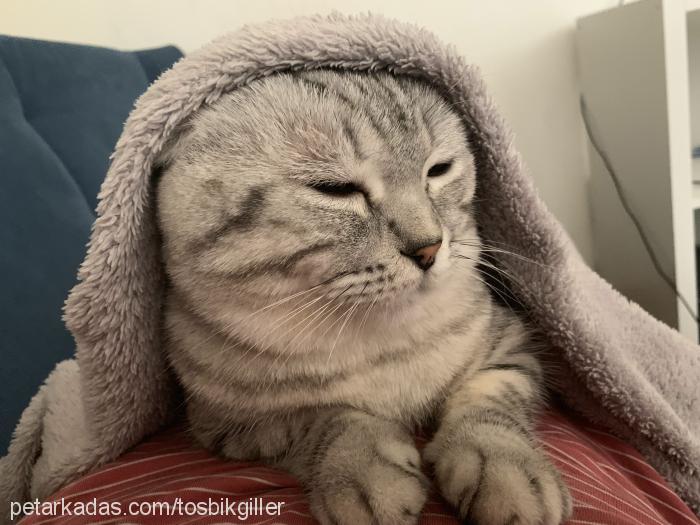 tosbik Dişi Scottish Fold