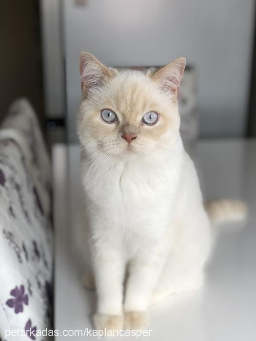 casper Erkek British Shorthair