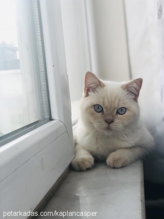 casper Erkek British Shorthair