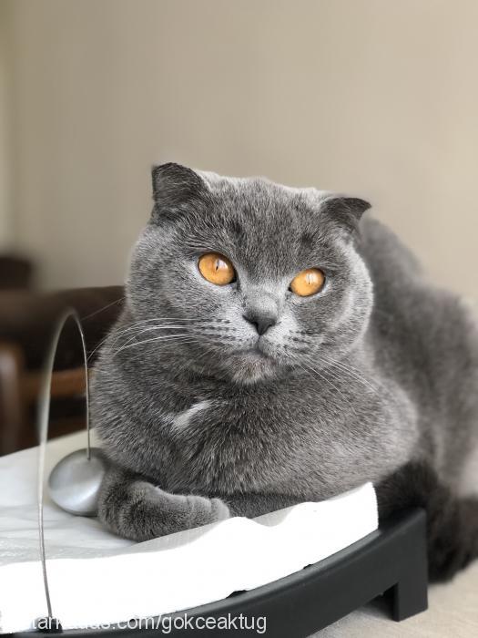 lulu Dişi Scottish Fold