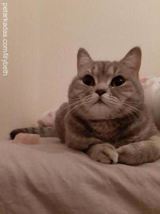 lilybeth Dişi British Shorthair