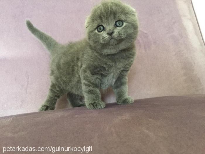 bella Dişi Scottish Fold