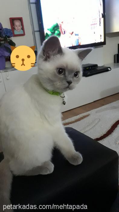 luna Dişi British Shorthair