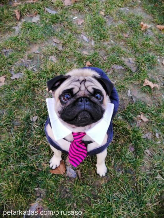 piço Erkek Pug