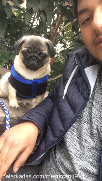 paşa Erkek Pug