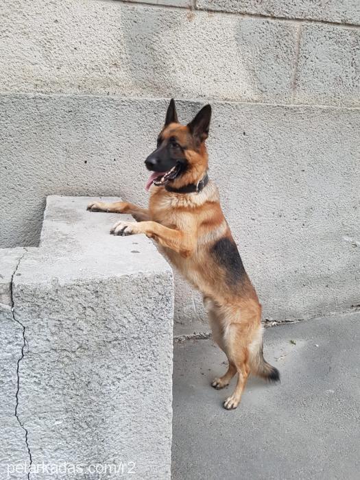 wilson Erkek Alman Çoban Köpeği