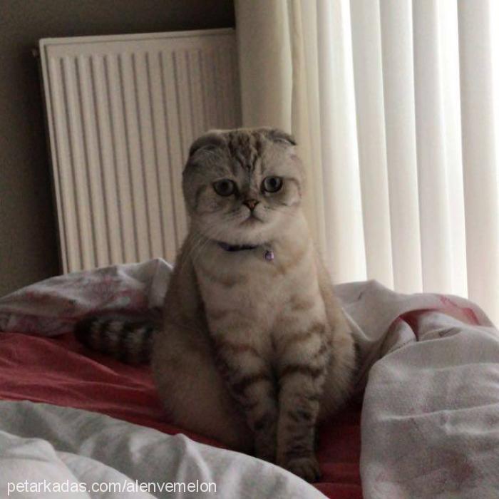 kavun Dişi Scottish Fold