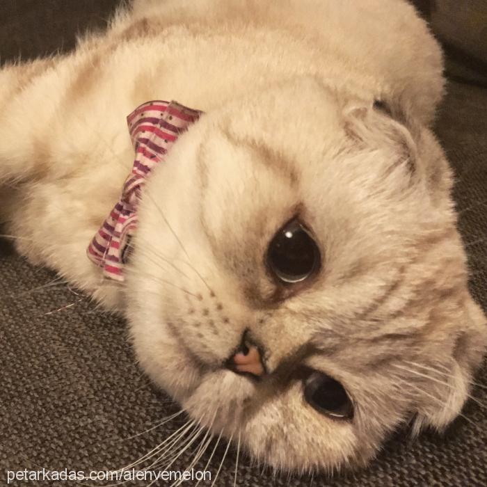 kavun Dişi Scottish Fold