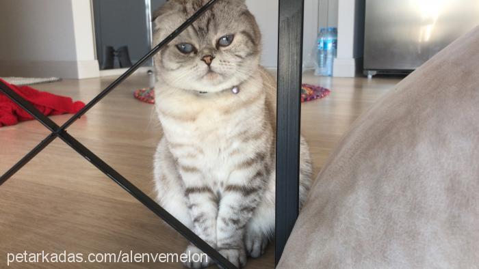 kavun Dişi Scottish Fold