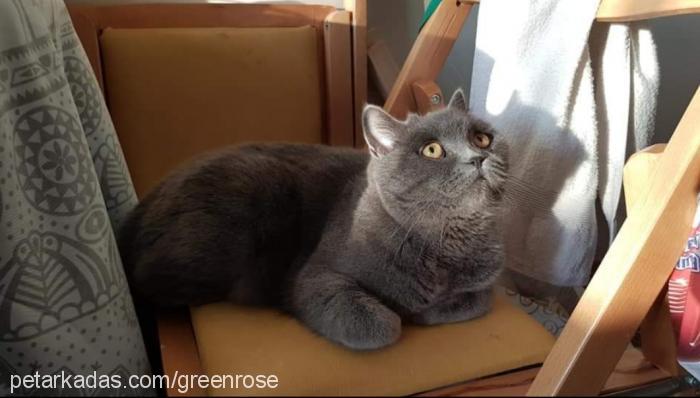 meoko Dişi British Shorthair