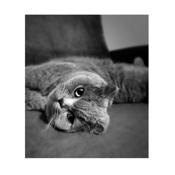 eva Dişi Scottish Fold