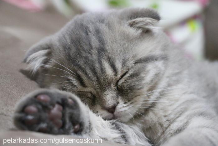 badem Erkek Scottish Fold