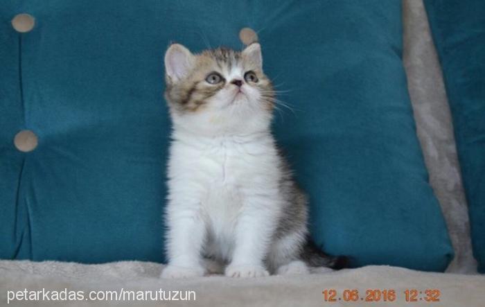 maru Erkek Exotic Shorthair