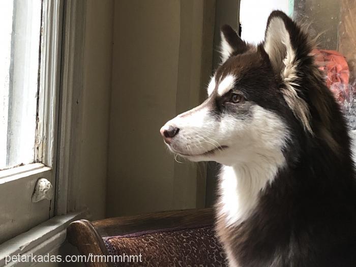 odin Erkek Alaskan Malamute