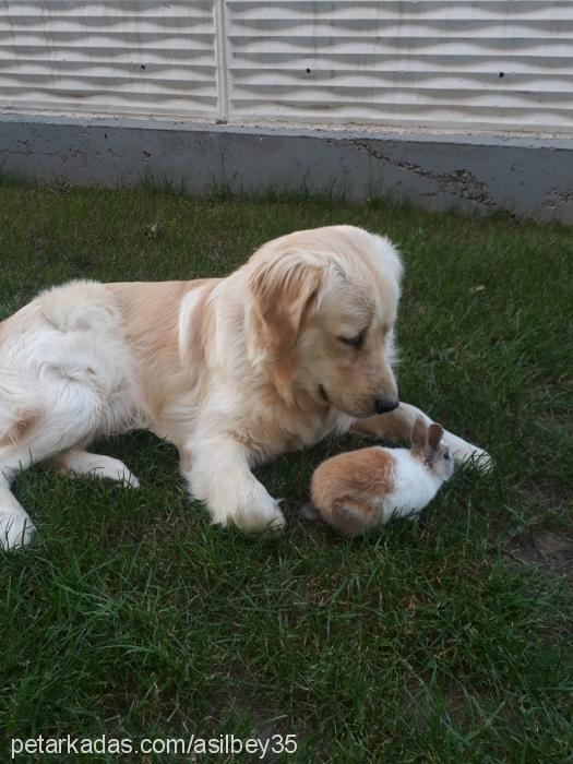 aŞİl Erkek Golden Retriever