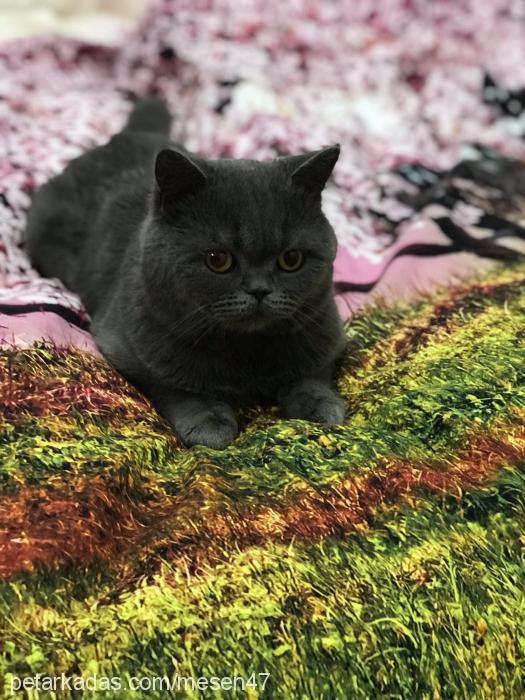 paşa Erkek British Shorthair