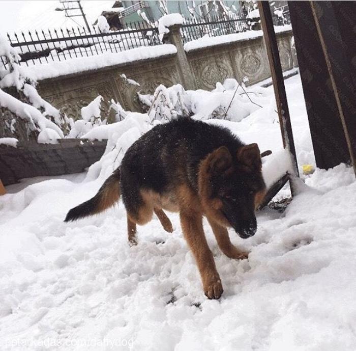 daffy Erkek Alman Çoban Köpeği