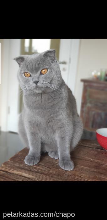 chapo Erkek British Shorthair