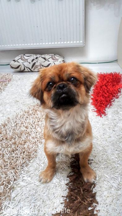 romeo Erkek Pekingese