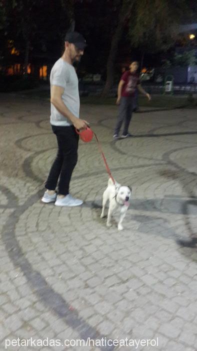 maylo Erkek Jack Russell Terrier