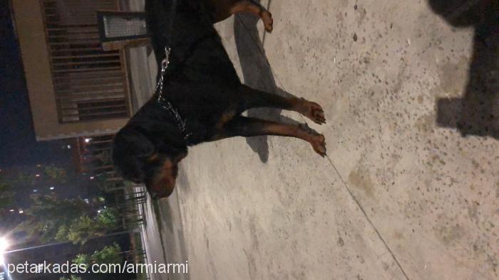 kral Erkek Rottweiler