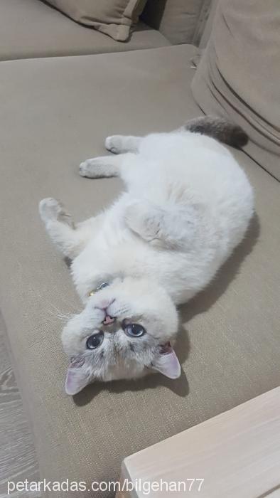 pablo Erkek Exotic Shorthair