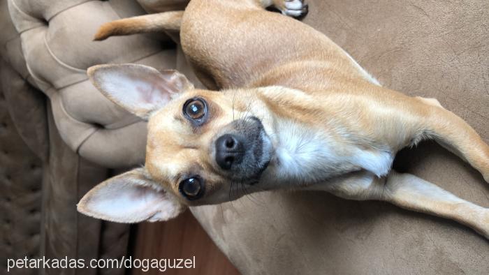 İrma Dişi Chihuahua