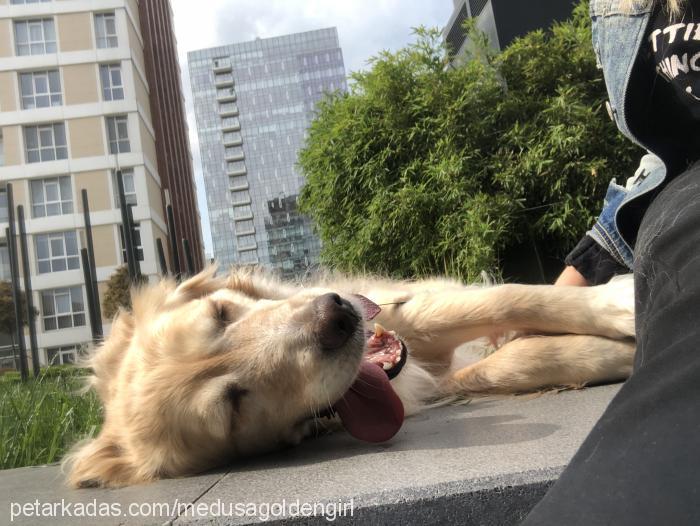 medusa Dişi Golden Retriever