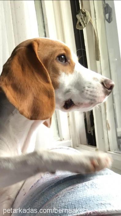 bernie Erkek Beagle