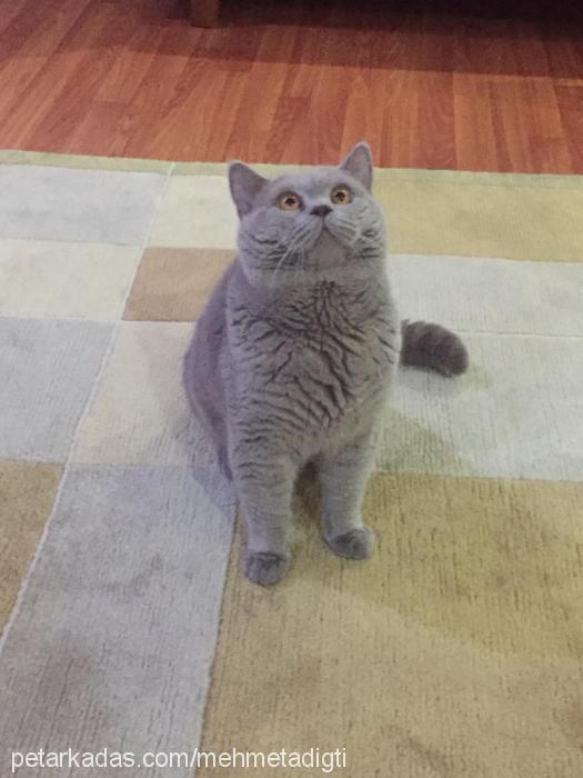 dumab Erkek British Shorthair