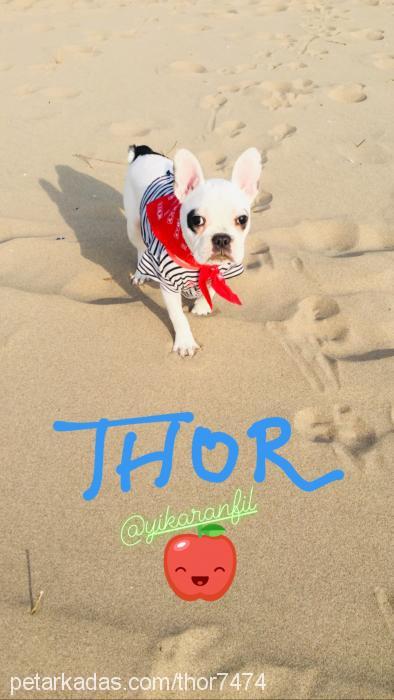 thor Erkek Fransız Bulldog