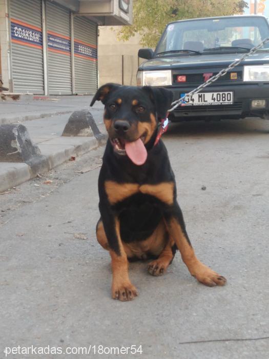 roti Dişi Rottweiler