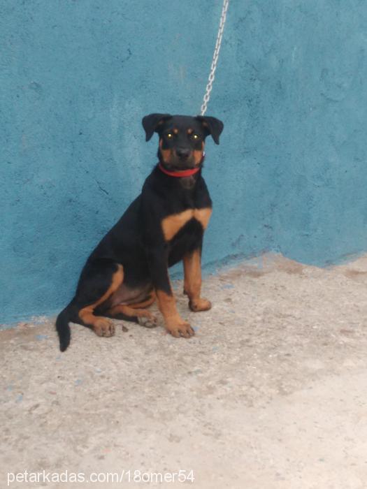 roti Dişi Rottweiler