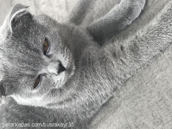 mırmır Dişi Scottish Fold