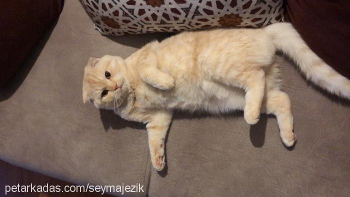 merlin Erkek Scottish Fold