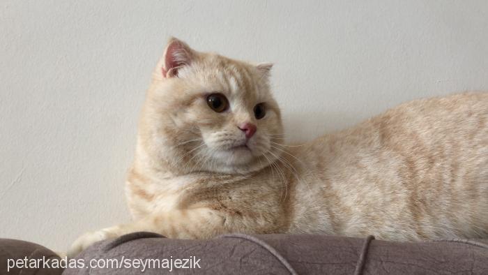 merlin Erkek Scottish Fold