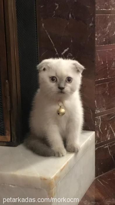 bulut Erkek Scottish Fold