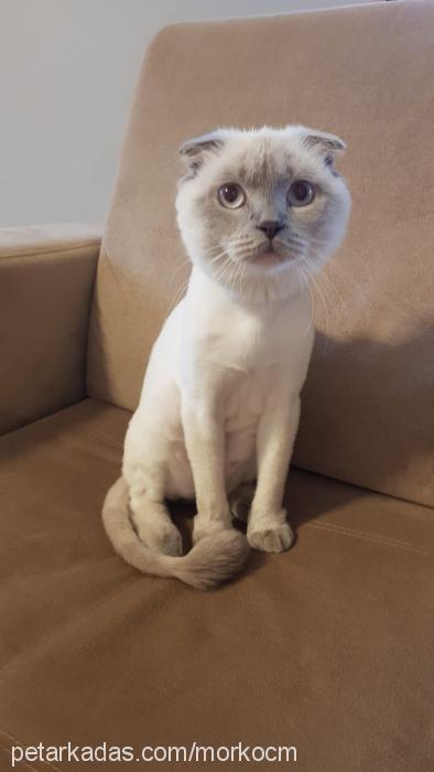 bulut Erkek Scottish Fold