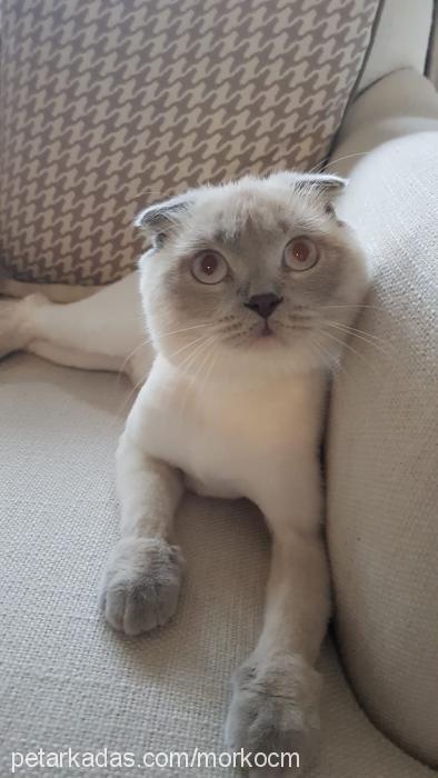 bulut Erkek Scottish Fold