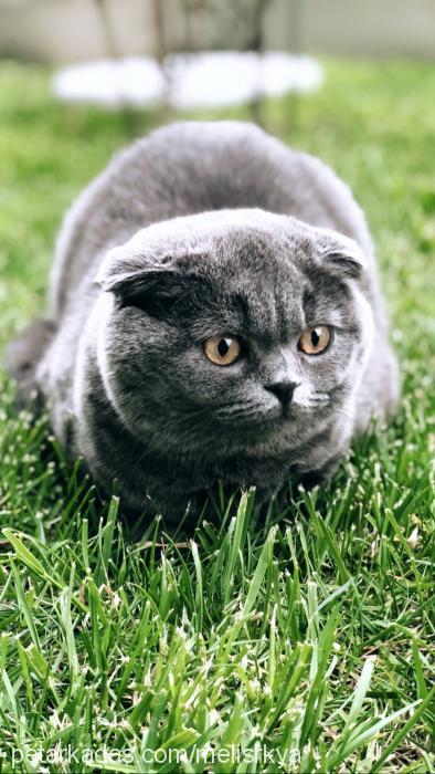 maya Dişi Scottish Fold