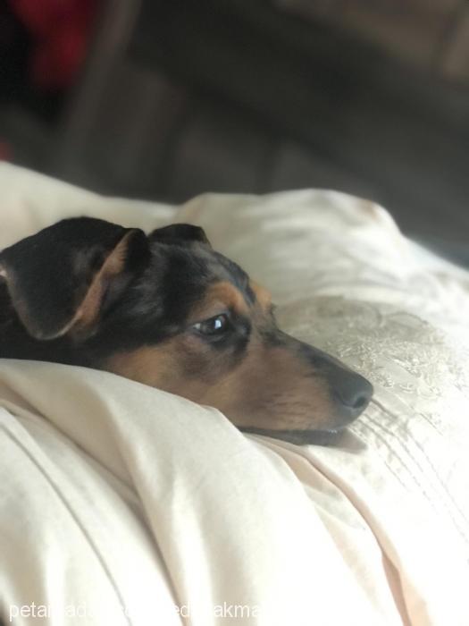 cedric Erkek Dachshund