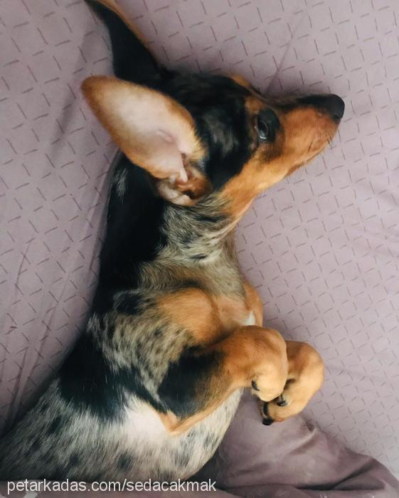 cedric Erkek Dachshund